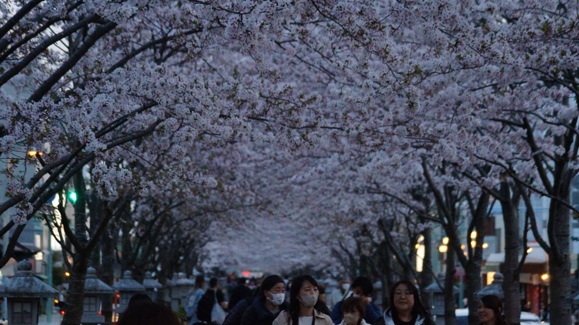 Cherry blossom tunnel over a street at twilight