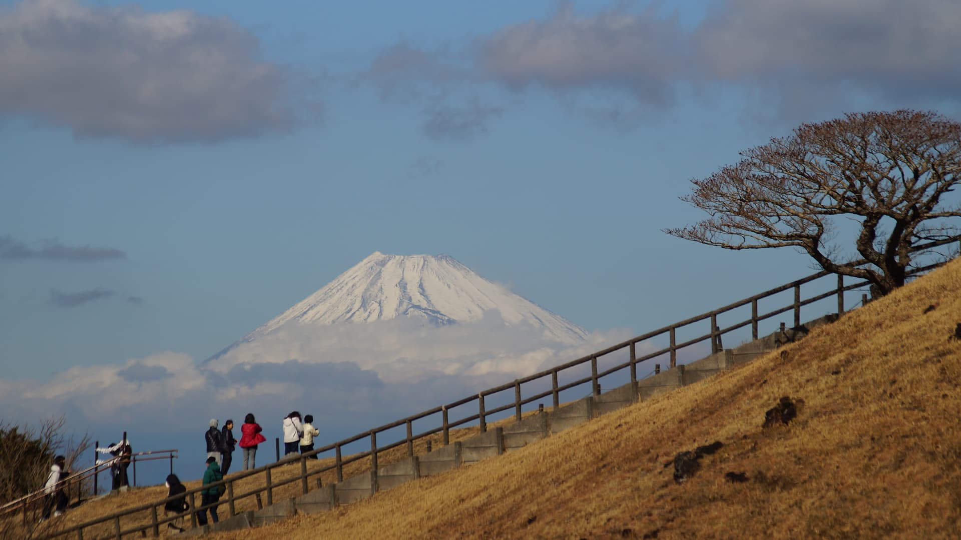 Mount Fuji seen beyond a hillside fence and lone winter tree